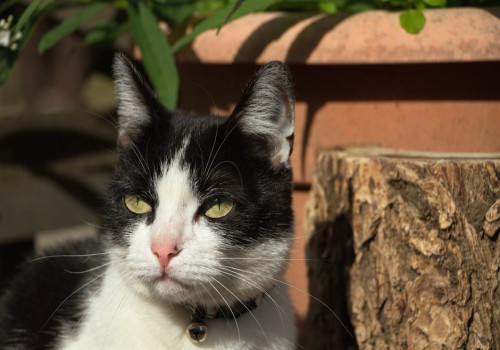 Salvia giftig voor katten: wat je moet weten