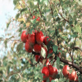 Wat betekent 'de appel valt niet ver van de boom' en waar komt het spreekwoord vandaan?