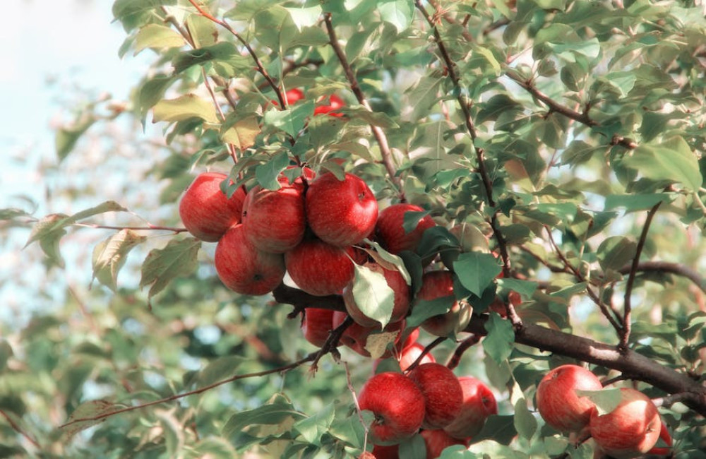 Wat betekent 'de appel valt niet ver van de boom' en waar komt het spreekwoord vandaan?