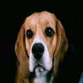 Nederlandse naam beagle: zo heet deze Engelse jachthond in het Nederlands